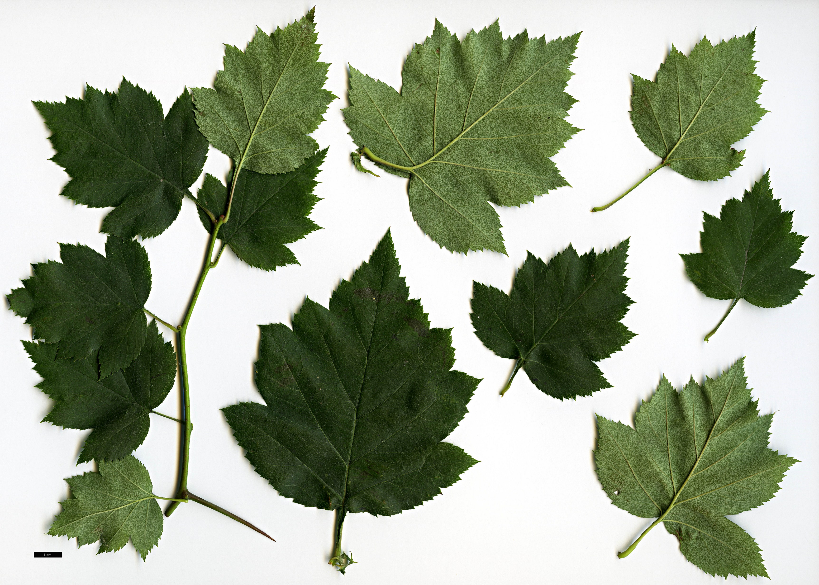 High resolution image: Family: Rosaceae - Genus: Crataegus - Taxon: pruinosa - SpeciesSub: var. dissona High resolution image: Family: Rosaceae - Genus: Crataegus - Taxon: pruinosa - SpeciesSub: var. dissona